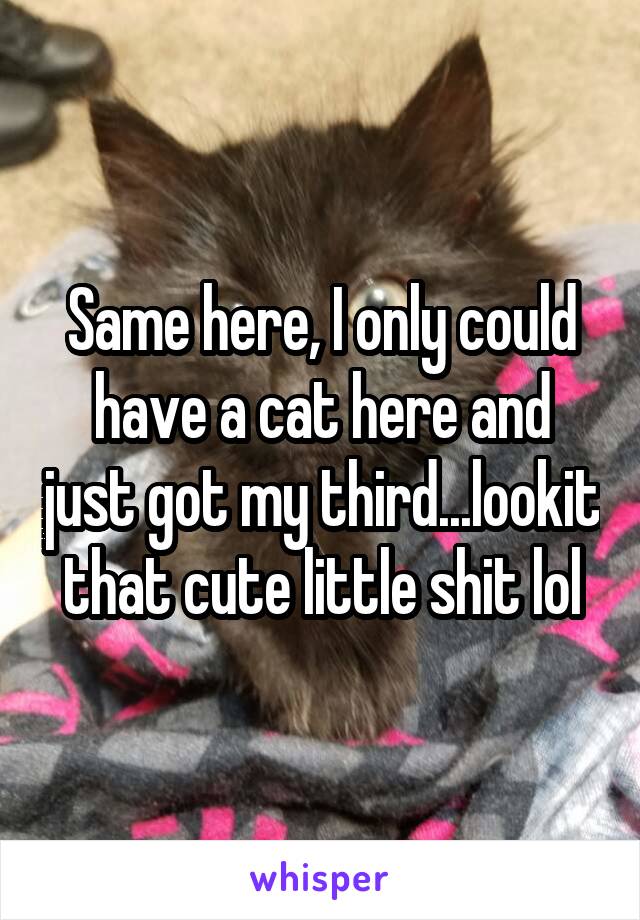 Same here, I only could have a cat here and just got my third...lookit that cute little shit lol