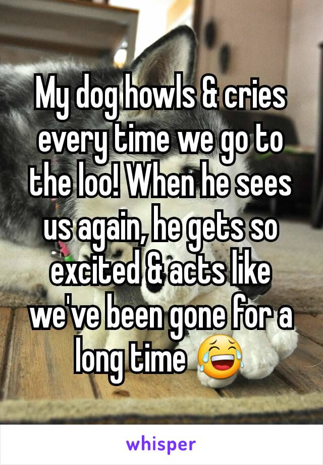 My dog howls & cries every time we go to the loo! When he sees us again, he gets so excited & acts like we've been gone for a long time 😂