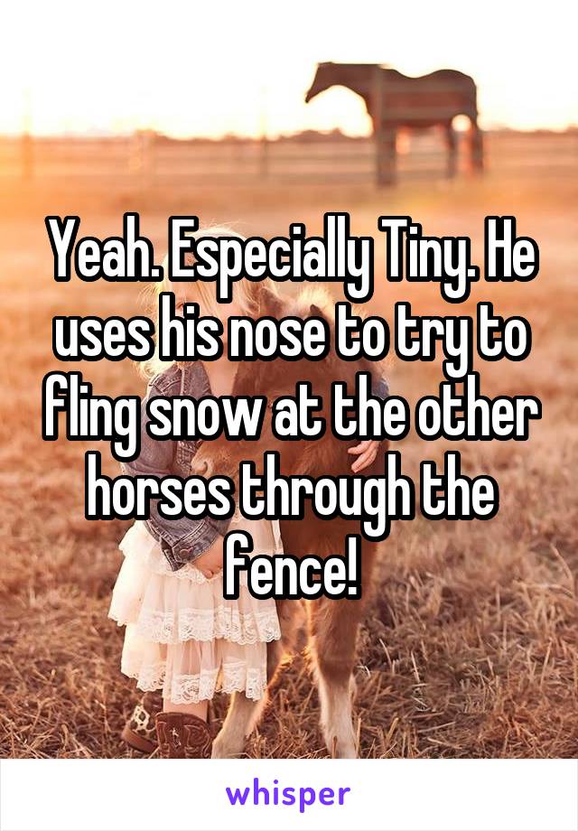 Yeah. Especially Tiny. He uses his nose to try to fling snow at the other horses through the fence!