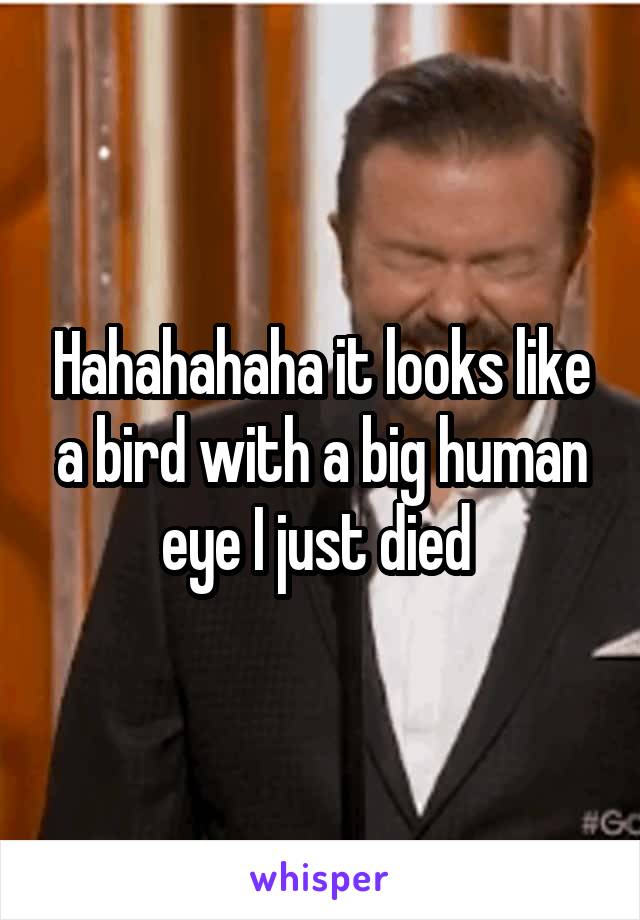 Hahahahaha it looks like a bird with a big human eye I just died 