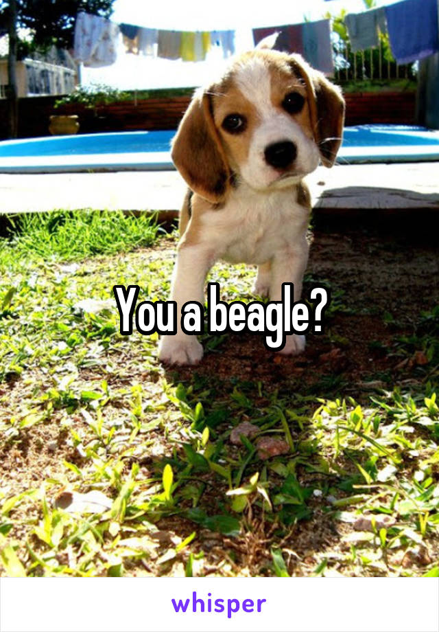 You a beagle?