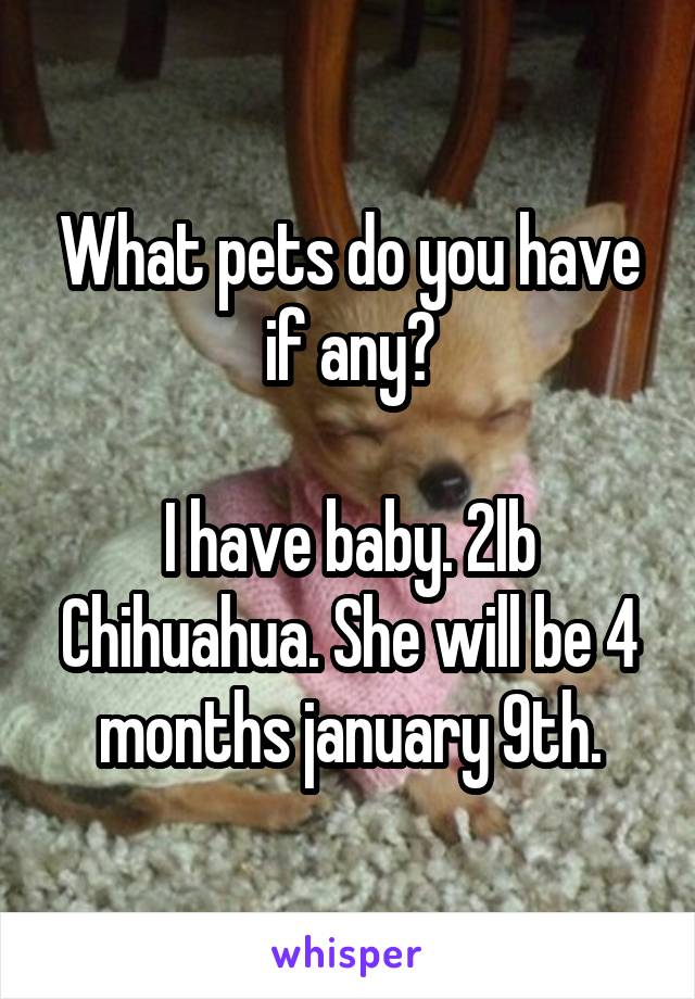 What pets do you have if any?

I have baby. 2lb Chihuahua. She will be 4 months january 9th.