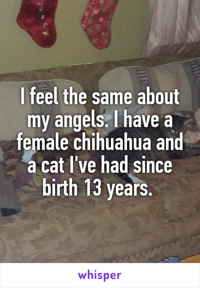 I feel the same about my angels. I have a female chihuahua and a cat I've had since birth 13 years. 