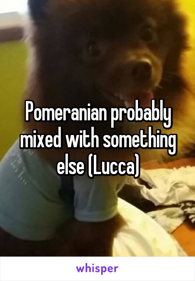 Pomeranian probably mixed with something else (Lucca)