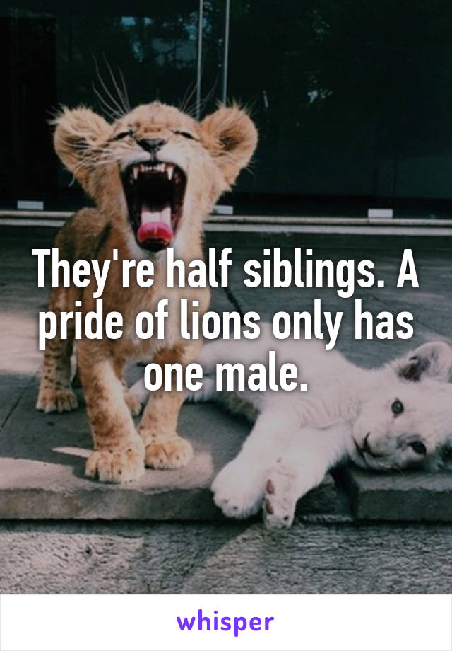 They're half siblings. A pride of lions only has one male.