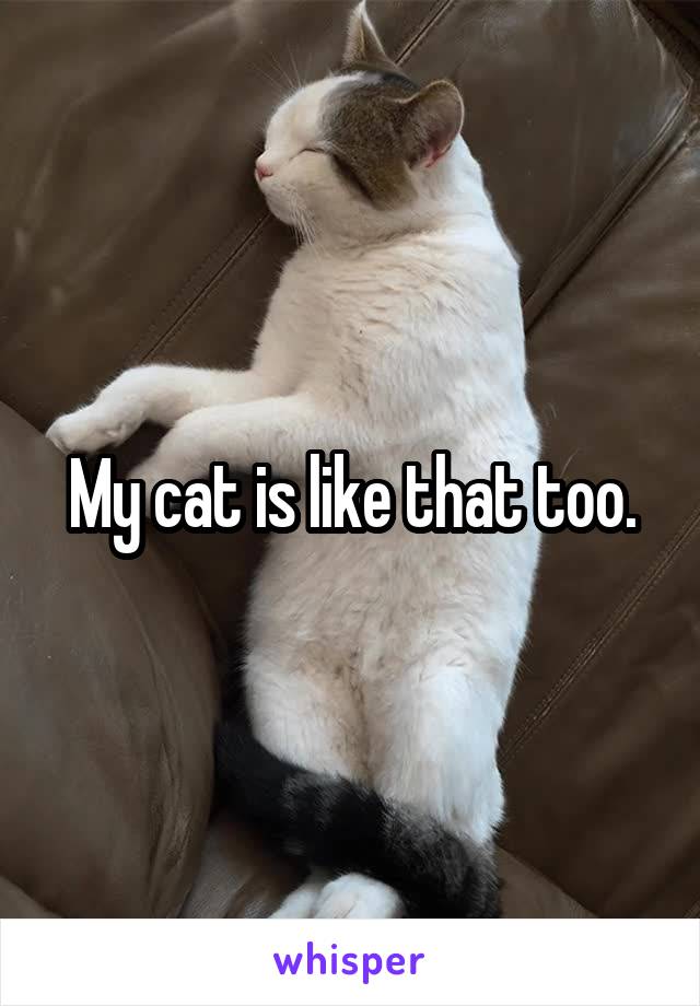 My cat is like that too.