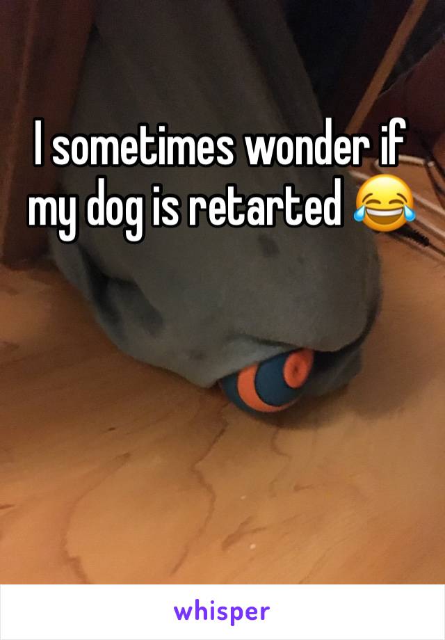 I sometimes wonder if my dog is retarted ðŸ˜‚