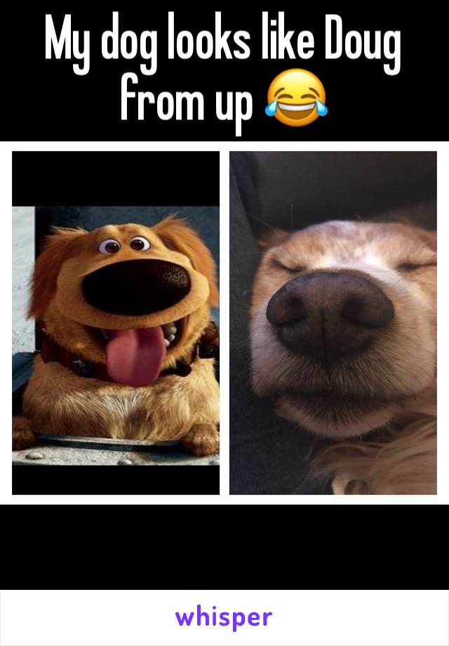 My dog looks like Doug from up 😂







