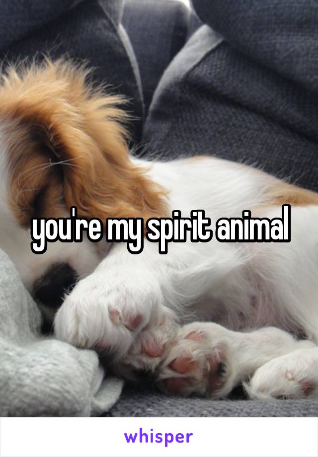 you're my spirit animal
