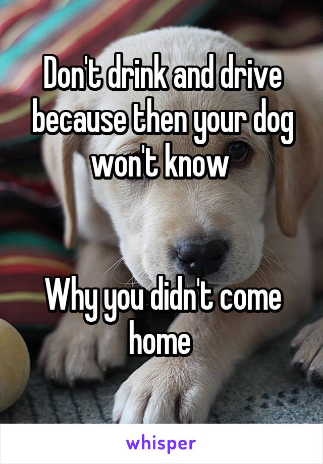Don't drink and drive because then your dog won't know 


Why you didn't come home 

