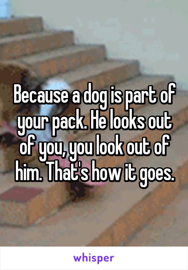 Because a dog is part of your pack. He looks out of you, you look out of him. That's how it goes.