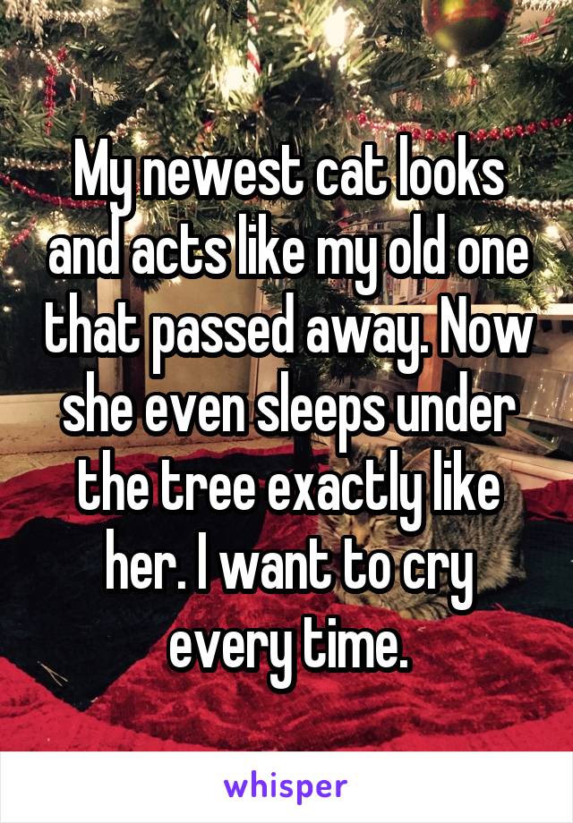 My newest cat looks and acts like my old one that passed away. Now she even sleeps under the tree exactly like her. I want to cry every time.