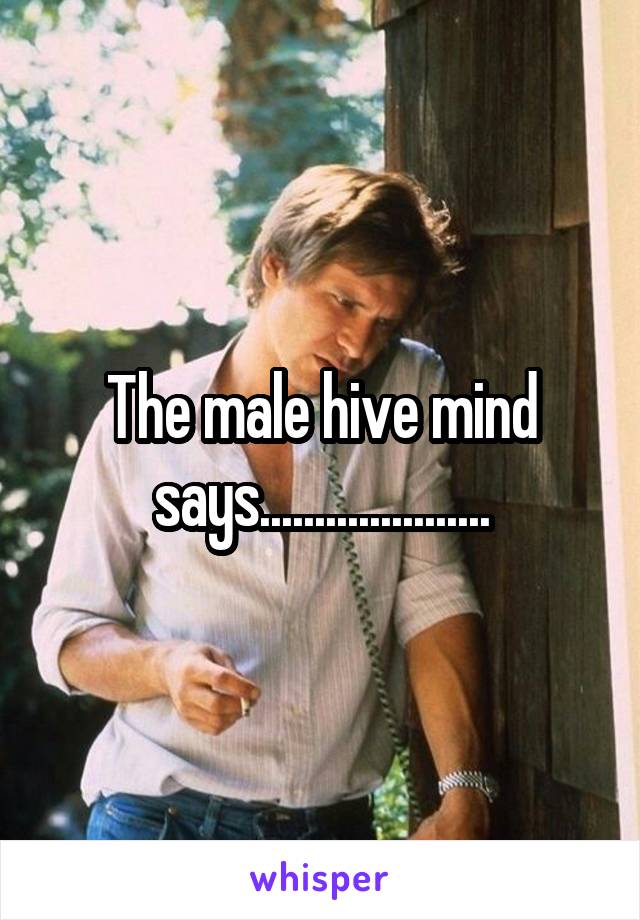 The male hive mind says.....................