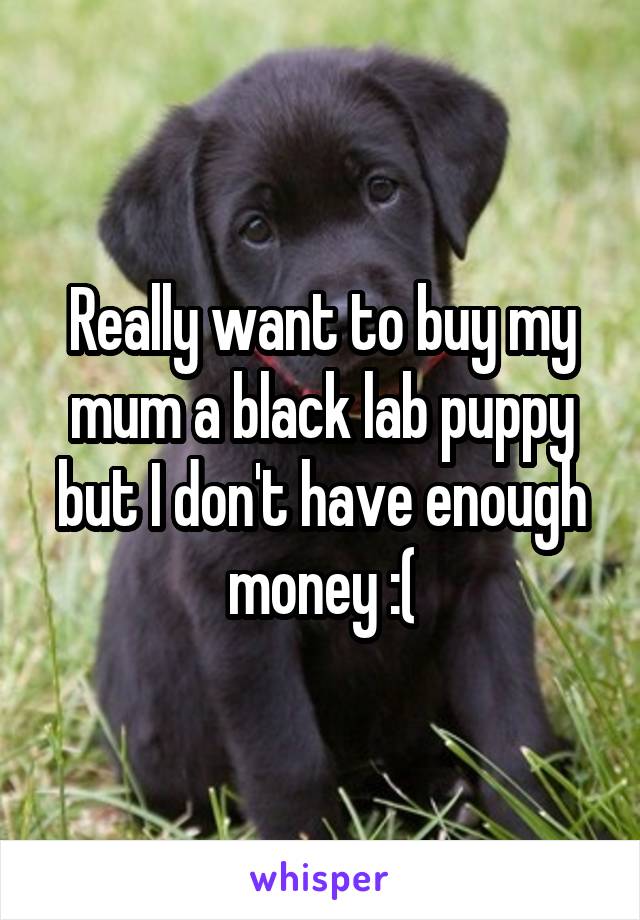 Really want to buy my mum a black lab puppy but I don't have enough money :(