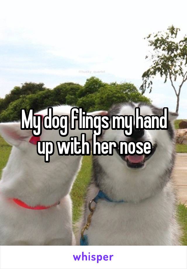 My dog flings my hand up with her nose