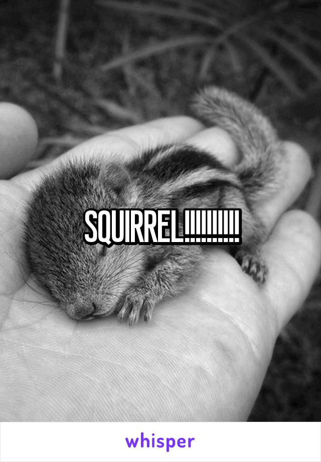 SQUIRREL!!!!!!!!!!