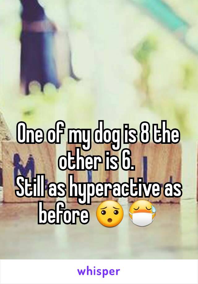 One of my dog is 8 the other is 6. 
Still as hyperactive as before 😯😷