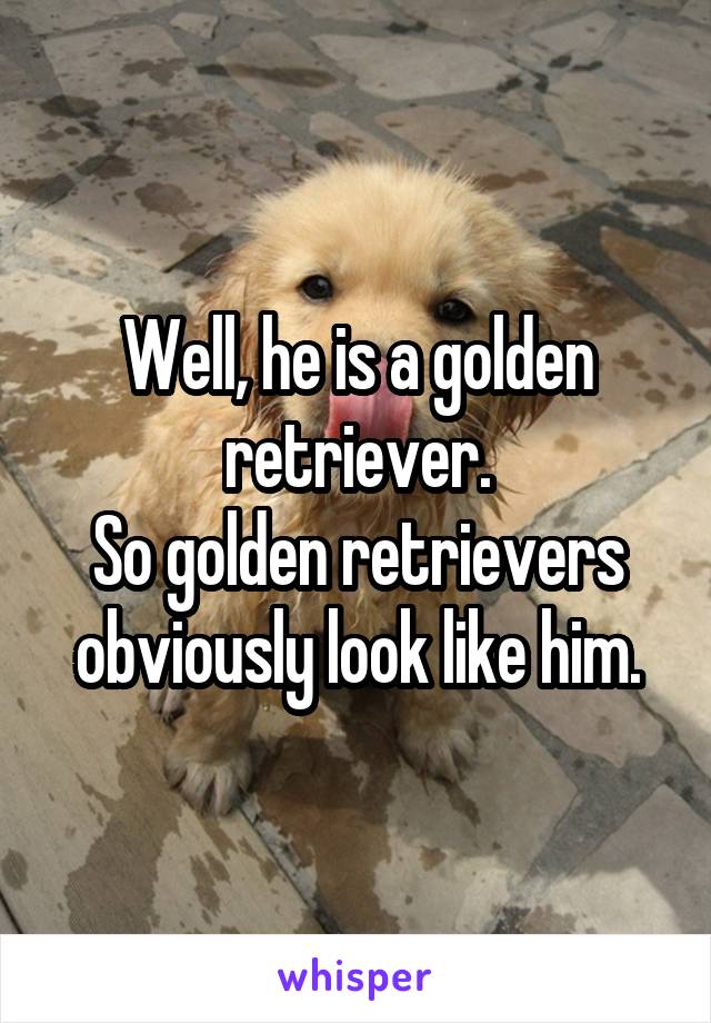 Well, he is a golden retriever.
So golden retrievers obviously look like him.