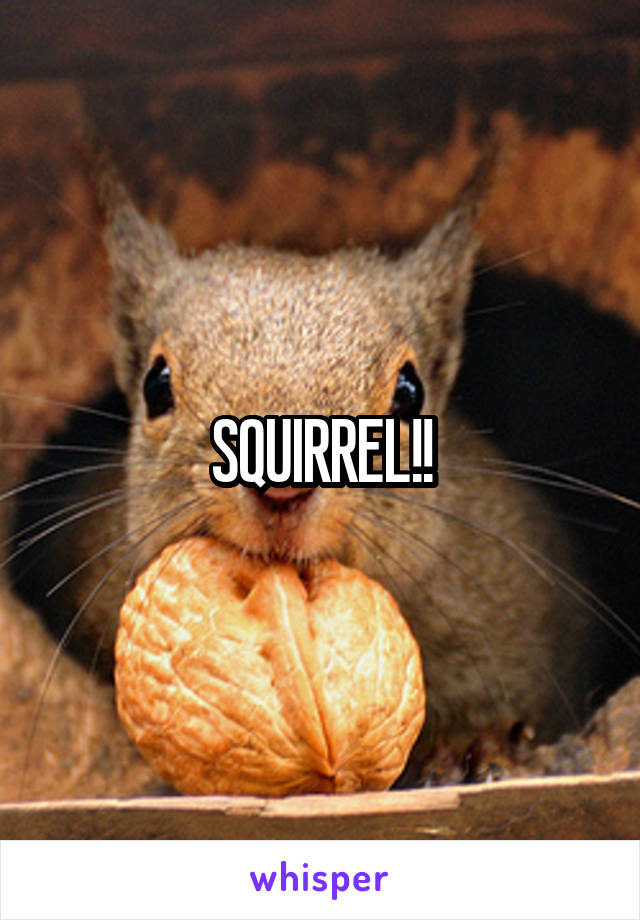 SQUIRREL!!