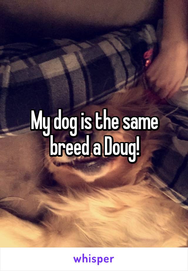 My dog is the same breed a Doug!