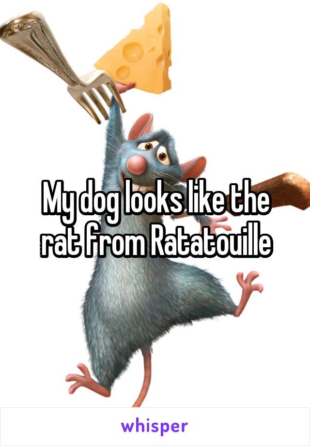 My dog looks like the rat from Ratatouille