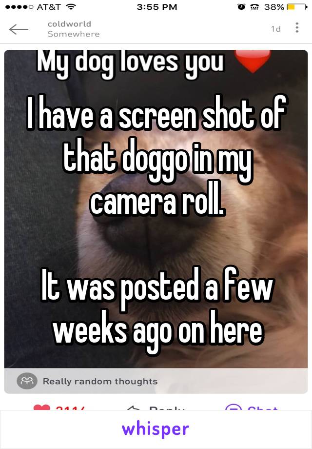 I have a screen shot of that doggo in my camera roll.

It was posted a few weeks ago on here