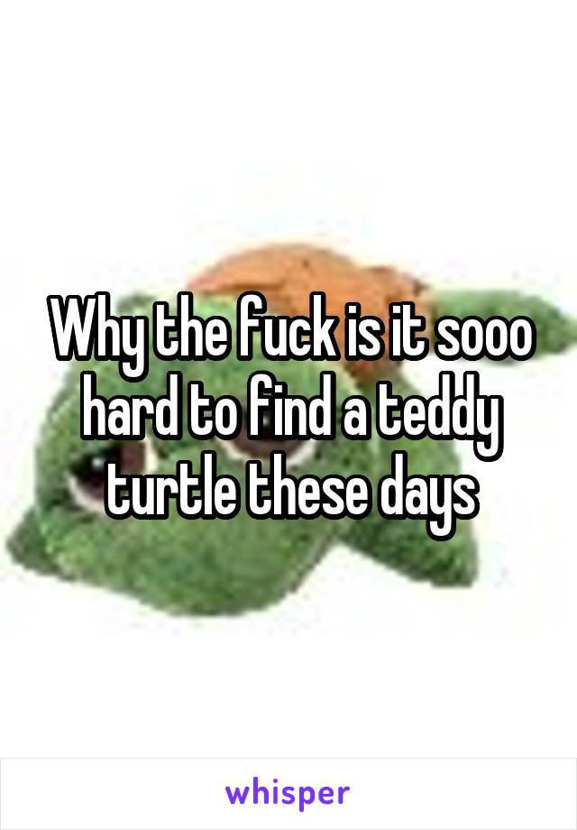 Why the fuck is it sooo hard to find a teddy turtle these days