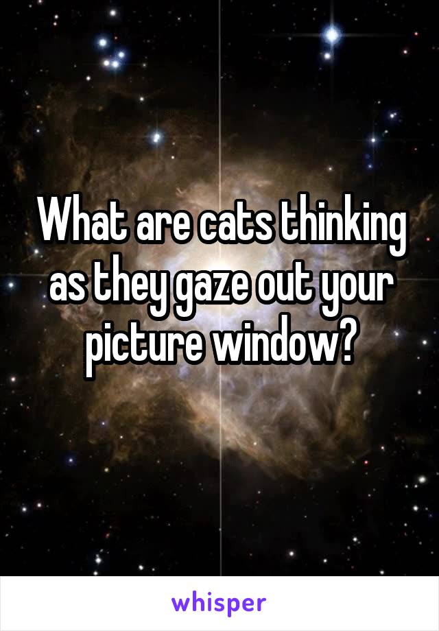 What are cats thinking as they gaze out your picture window?
