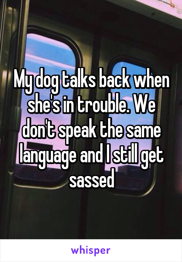 My dog talks back when she's in trouble. We don't speak the same language and I still get sassed
