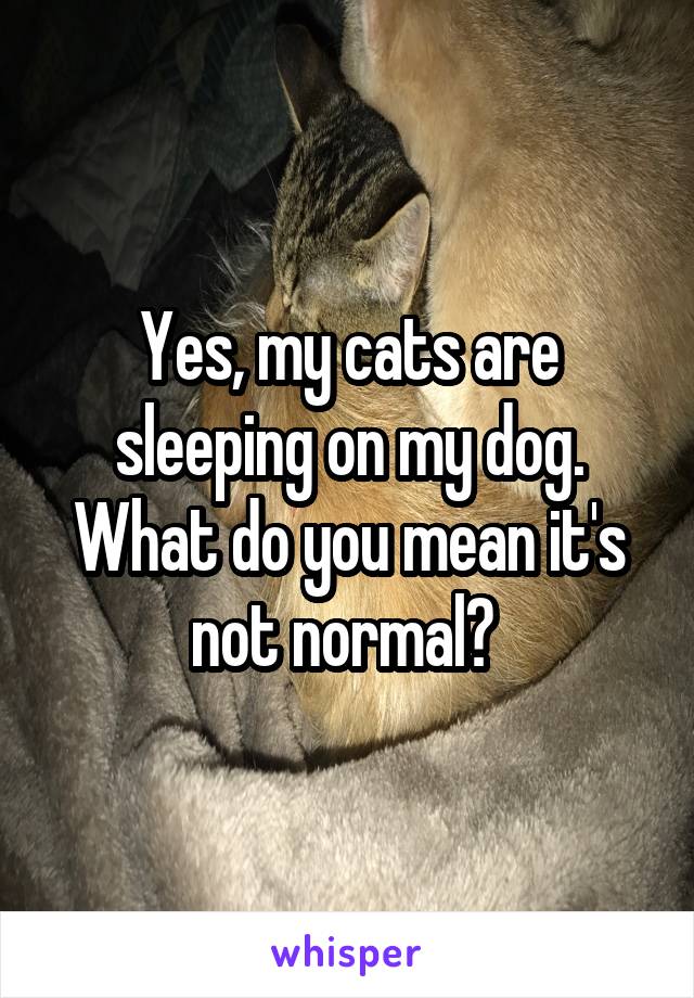 Yes, my cats are sleeping on my dog. What do you mean it's not normal? 