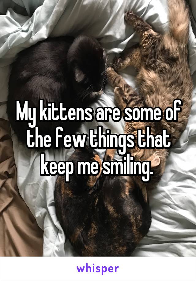 My kittens are some of the few things that keep me smiling. 