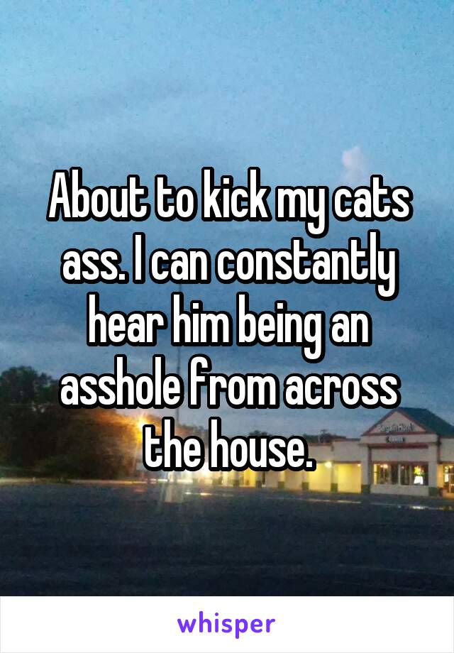 About to kick my cats ass. I can constantly hear him being an asshole from across the house.