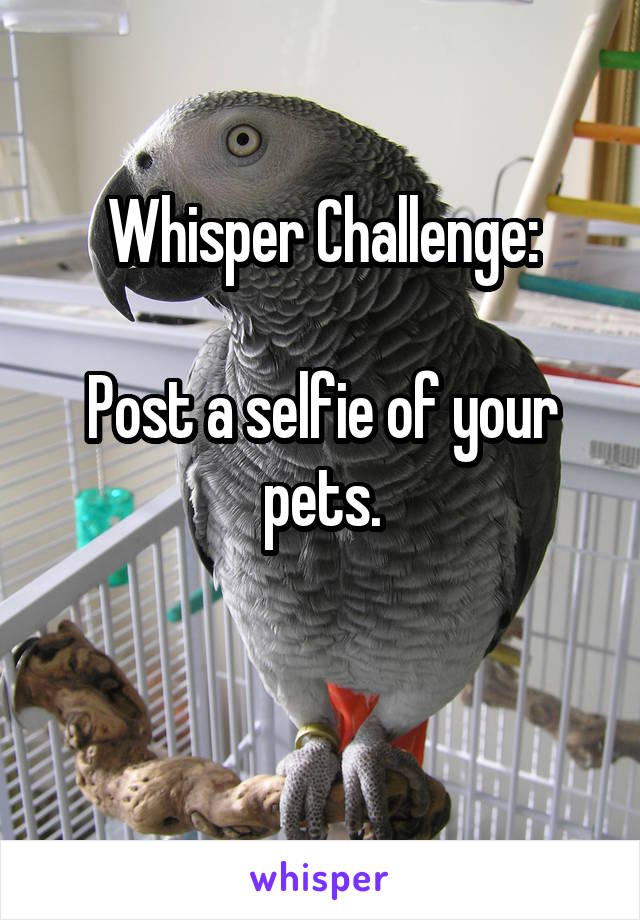 Whisper Challenge:

Post a selfie of your pets.

