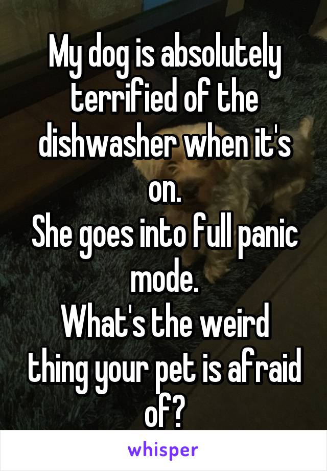 My dog is absolutely terrified of the dishwasher when it's on.
She goes into full panic mode.
What's the weird thing your pet is afraid of?