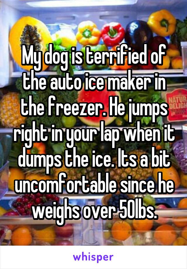 My dog is terrified of the auto ice maker in the freezer. He jumps right in your lap when it dumps the ice. Its a bit uncomfortable since he weighs over 50lbs.