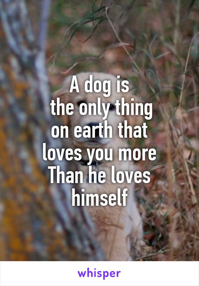 A dog is
 the only thing
on earth that
loves you more
Than he loves
himself