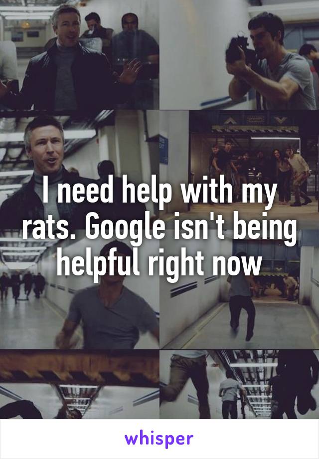 I need help with my rats. Google isn't being helpful right now