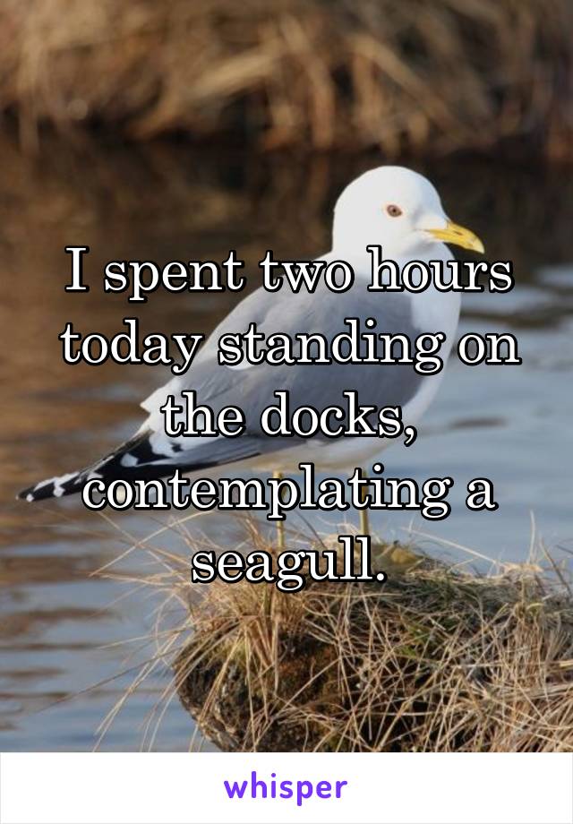 I spent two hours today standing on the docks, contemplating a seagull.