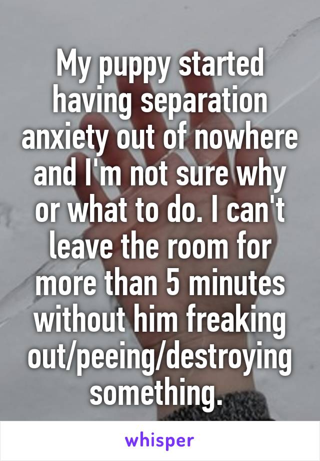 My puppy started having separation anxiety out of nowhere and I'm not sure why or what to do. I can't leave the room for more than 5 minutes without him freaking out/peeing/destroying something. 