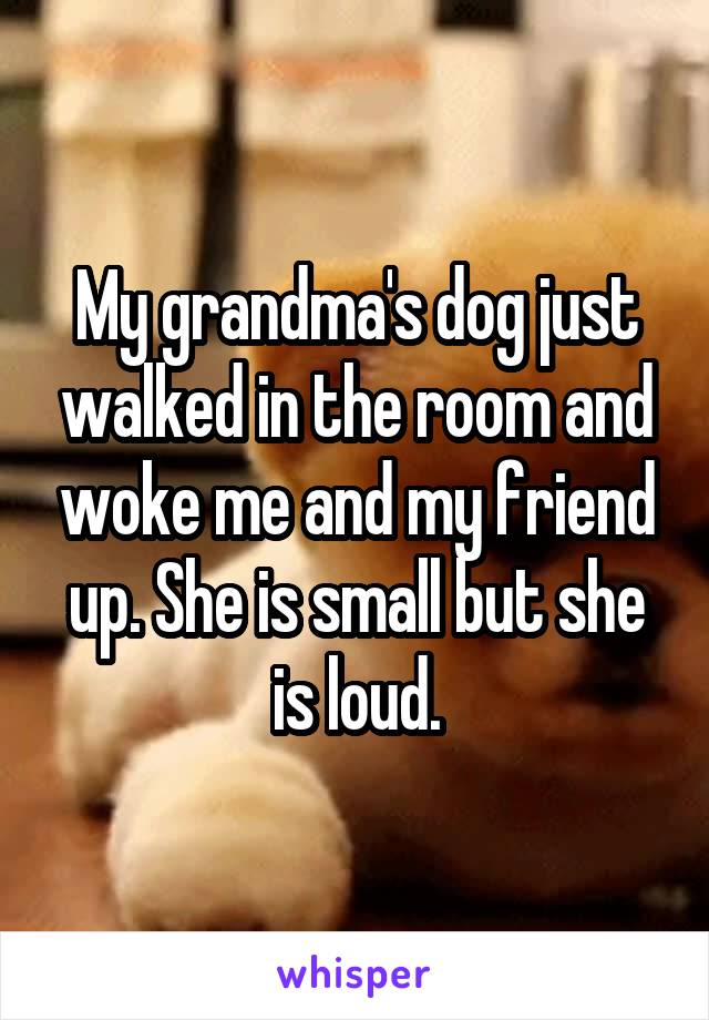 My grandma's dog just walked in the room and woke me and my friend up. She is small but she is loud.