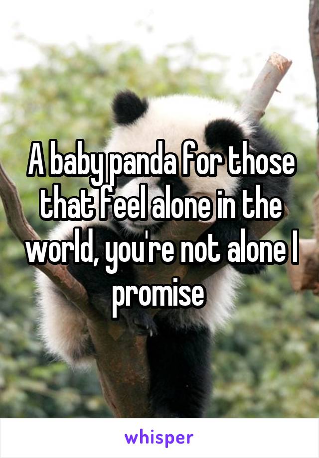 A baby panda for those that feel alone in the world, you're not alone I promise 