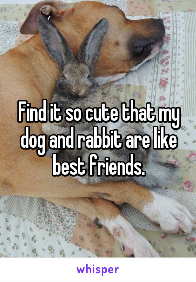 Find it so cute that my dog and rabbit are like best friends.