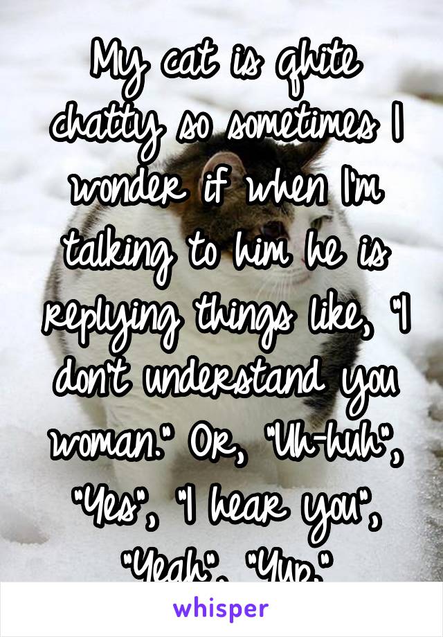 My cat is qhite chatty so sometimes I wonder if when I'm talking to him he is replying things like, "I don't understand you woman." Or, "Uh-huh", "Yes", "I hear you", "Yeah", "Yup."