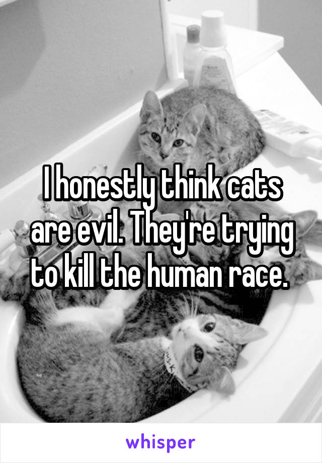 I honestly think cats are evil. They're trying to kill the human race. 