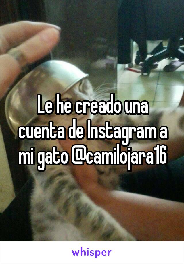 Le he creado una cuenta de Instagram a mi gato @camilojara16