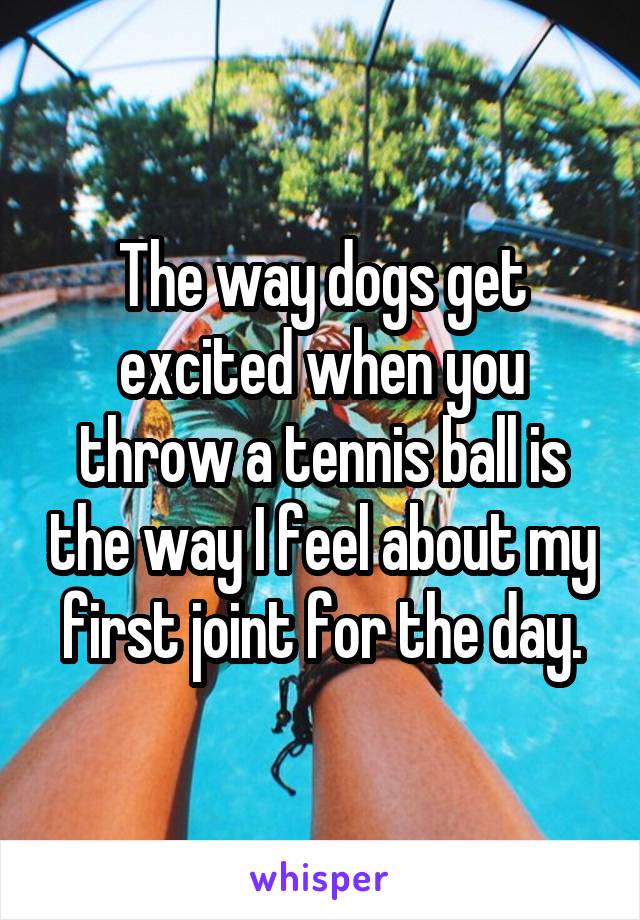 The way dogs get excited when you throw a tennis ball is the way I feel about my first joint for the day.