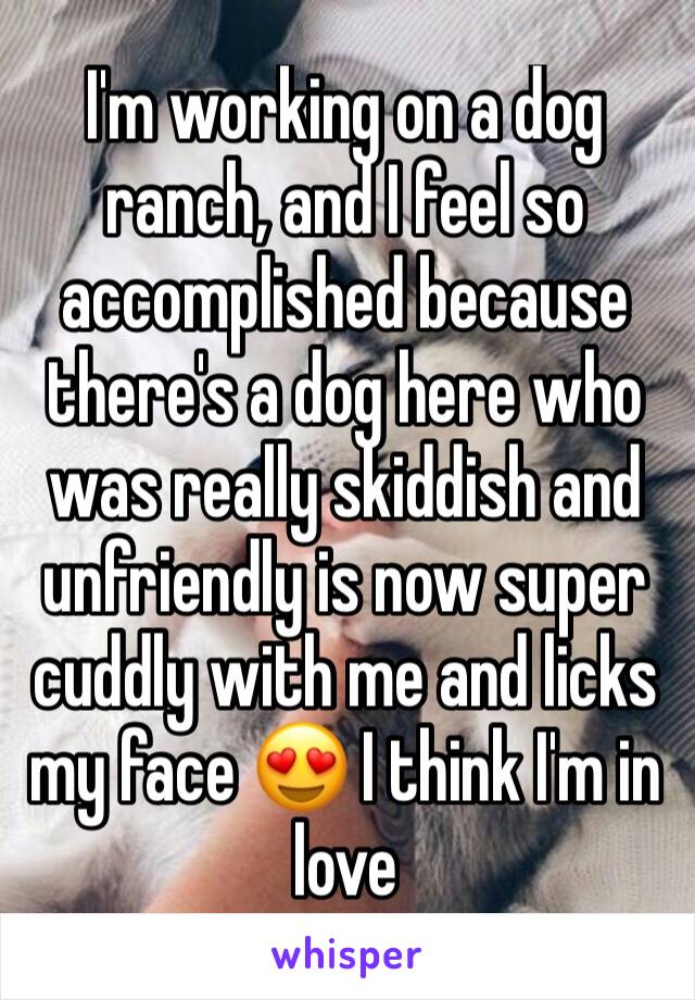 I'm working on a dog ranch, and I feel so accomplished because there's a dog here who was really skiddish and unfriendly is now super cuddly with me and licks my face 😍 I think I'm in love