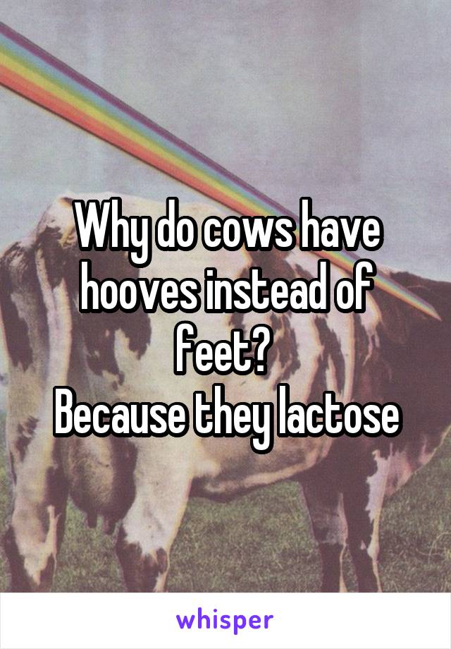 Why do cows have hooves instead of feet? 
Because they lactose