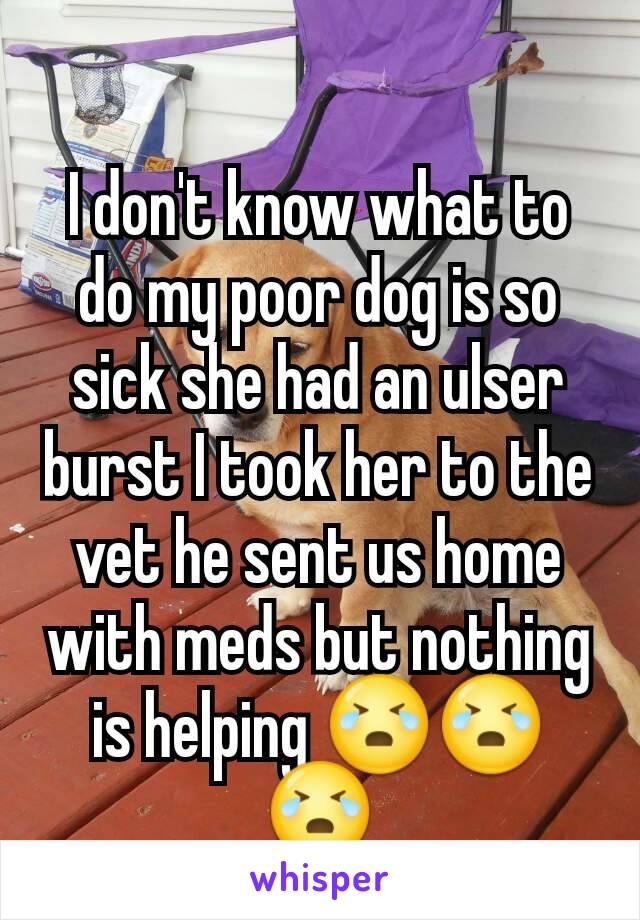 I don't know what to do my poor dog is so sick she had an ulser burst I took her to the vet he sent us home with meds but nothing is helping 😭😭😭