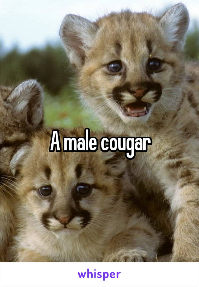 A male cougar